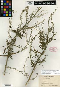 Herbarium sheet of GH 460170